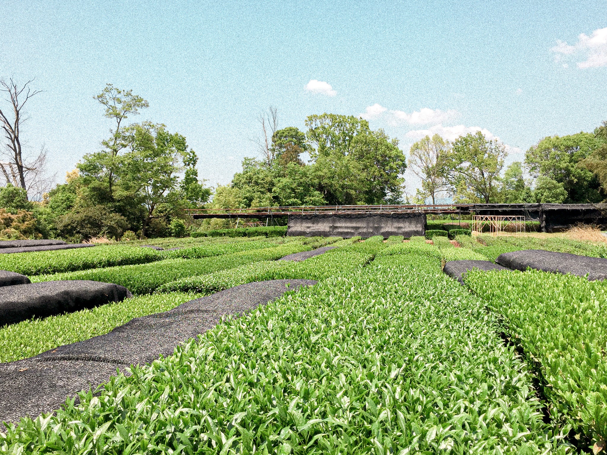 Matcha farm