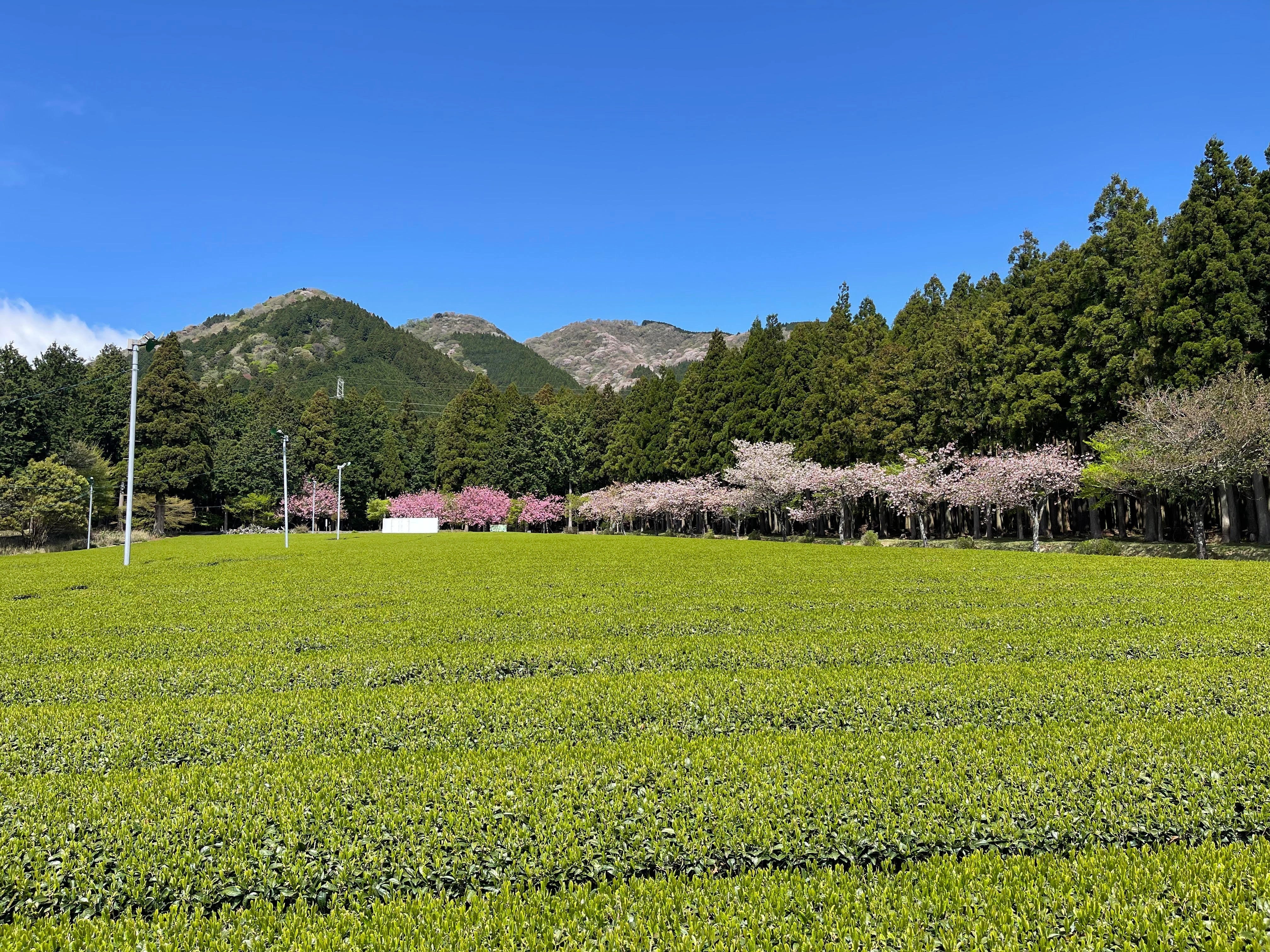 Why Choose Matcha from the Mie Prefecture in Japan